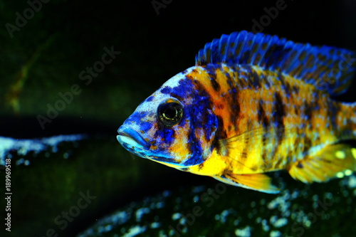 Foto African cichlid fish colorful aquarium