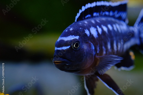 African cichlid fish colorful aquarium