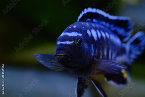 African cichlid fish colorful aquarium