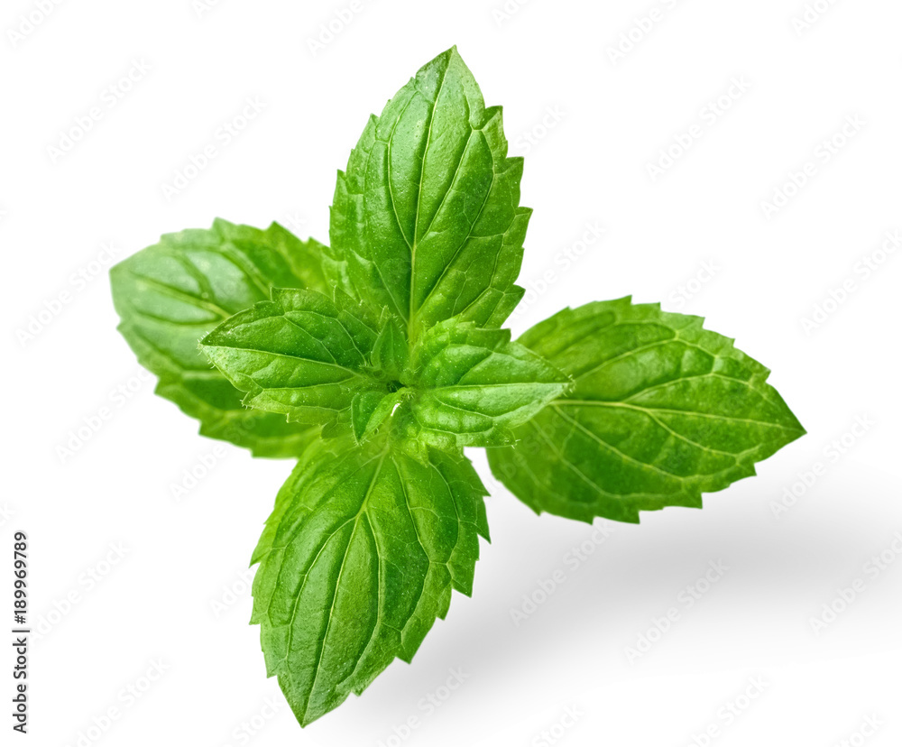 fresh peppermint leaves isolated on white fresh peppermint leaves isolated on white