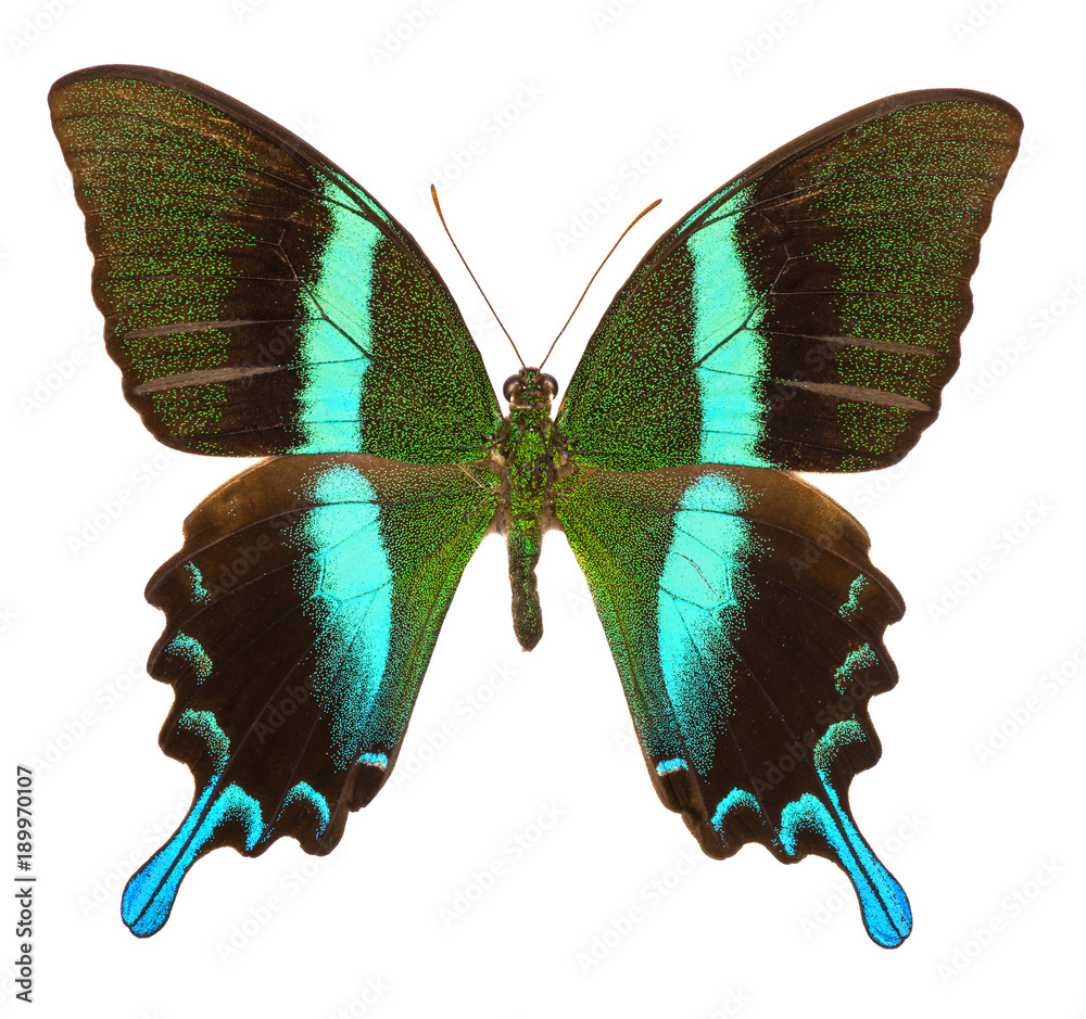 Fototapeta premium Peacock swallowtail (Papilio Blumei) butterfly isolated