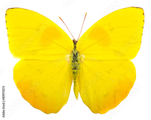 Orange-barred sulphur (Phoebis philea) butterfly isolated on white
