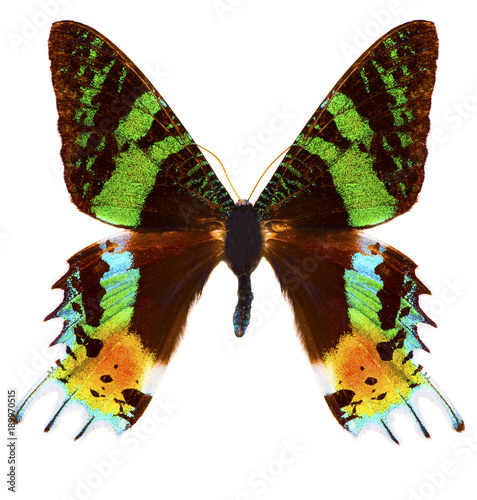 Madagascan sunset moth (Chrysiridia rhipheus) butterfly isolated