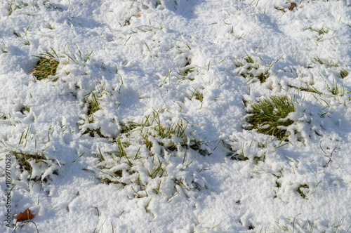Grass from under the snow