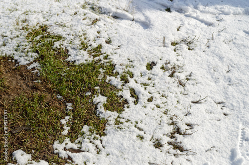 Grass from under the snow