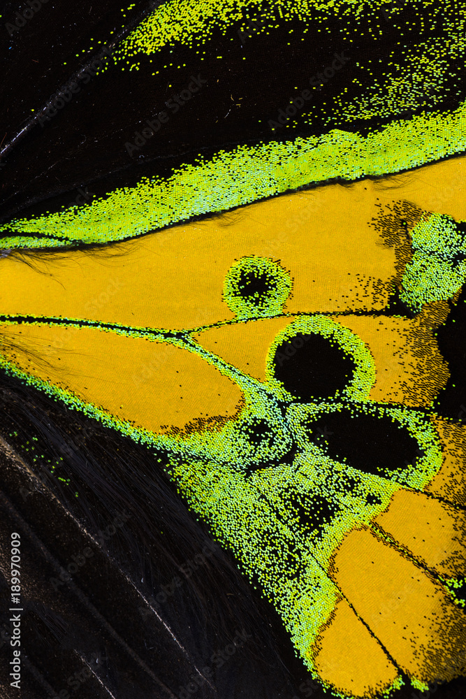 Obraz premium Makro skrzydła Rothschilda