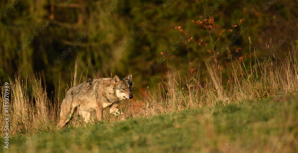 Naklejka premium Wolf im hohen Gras - canis lupus