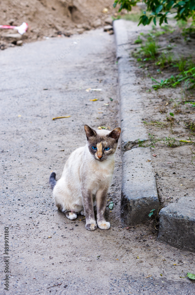 Portrait of a street cat. Spotted cat with colored eyes. Portrait of a street cat. Spotted cat with colored eyes.