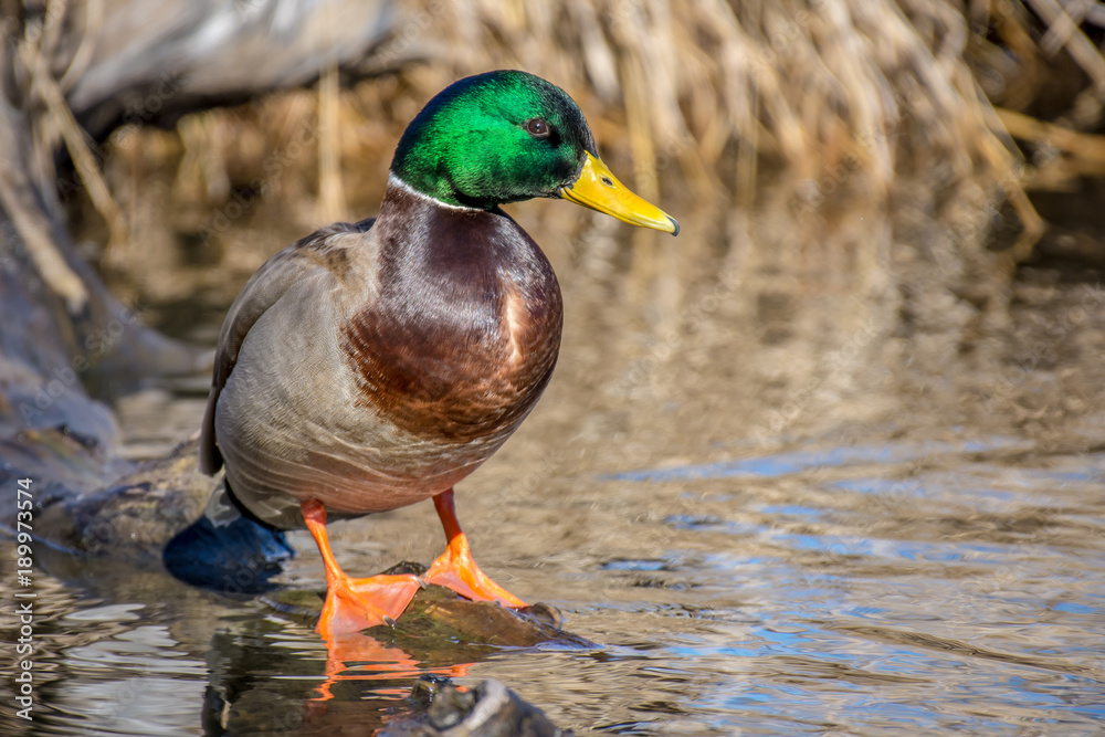 Obraz premium A male Mallard Duck standing on a rock in a creek.