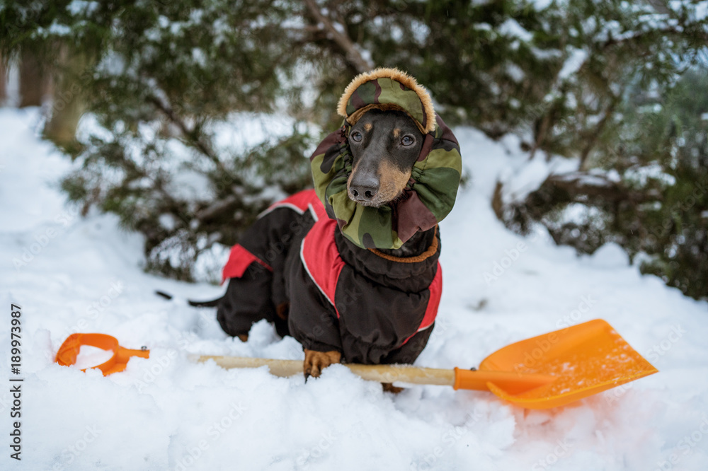 Dachshund through clearance the snow hat