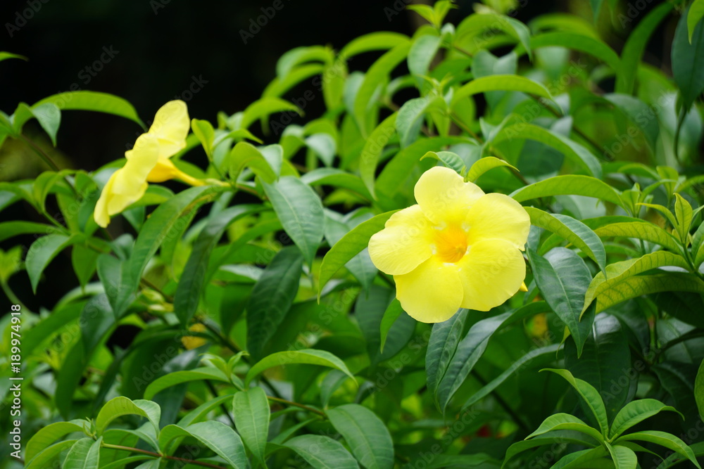 Fototapeta premium Fleurs jaunes en Martinique