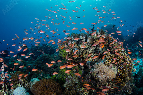 Fototapeta Naklejka Na Ścianę i Meble -  Brightly Colored Anthias and Corals in Alor, Indonesia