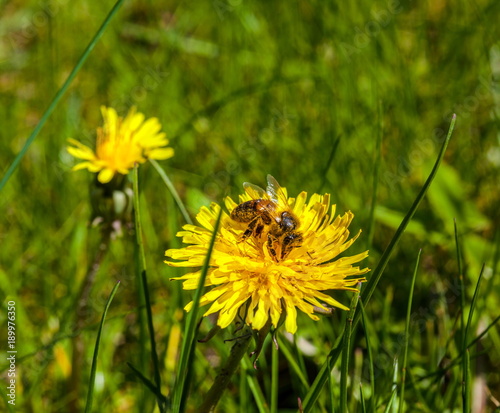 Fototapeta Naklejka Na Ścianę i Meble -  Bee,Dandelion,Honey