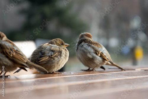 Birds on table © Cory Harrill