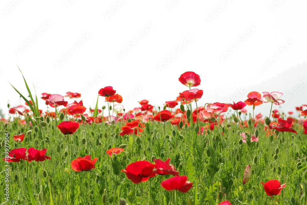 Obraz premium 양귀비