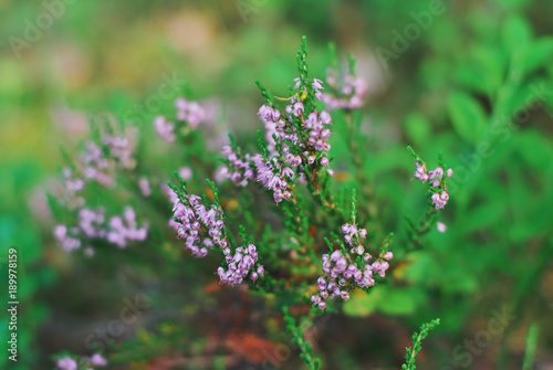 Bushes of Heather with little purple bell-shaped flowers and needle-like green leaves on a blurred summer background. Close-up, selective focus © raisondtre