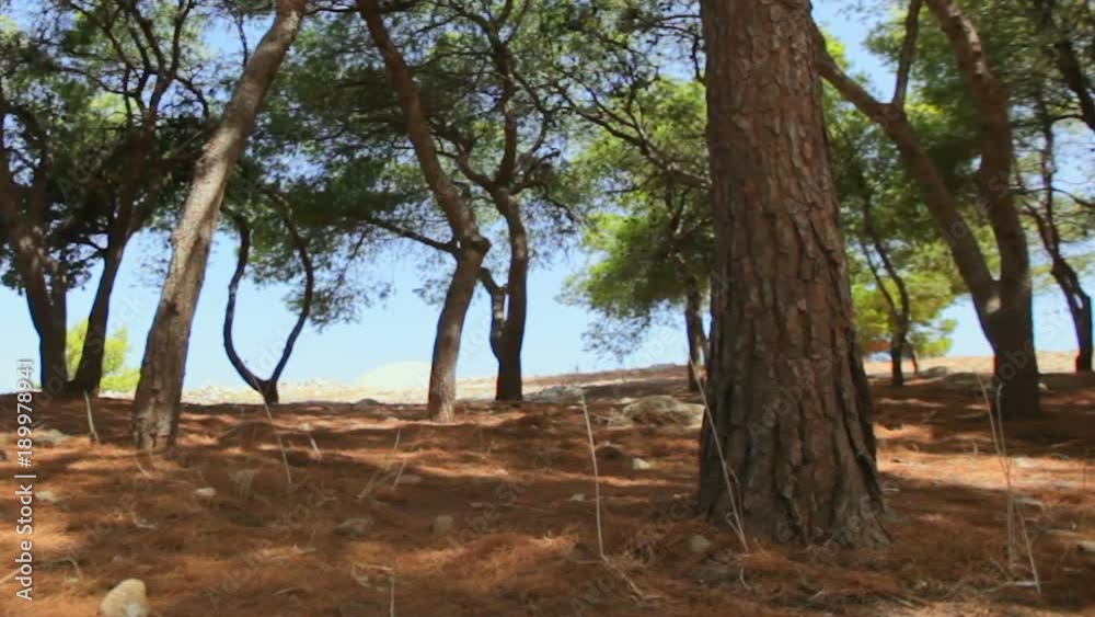 in the shade of trees on a sunny day to the sounds of cicadas. Greece in the shade of trees on a sunny day to the sounds of cicadas. Greece