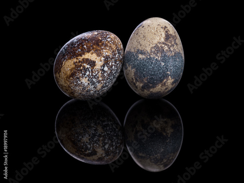 Two quail eggs on black acrylic background with reflection. Philosophical and religious symbol of revival, new life and evolution. Fine art photography. Macro. 