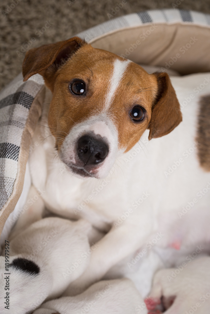 dog feeds the puppies,  Jack Russell Terrier