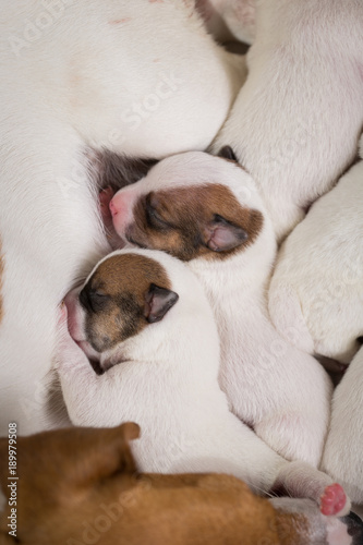 dog feeds the puppies, Jack Russell Terrier
