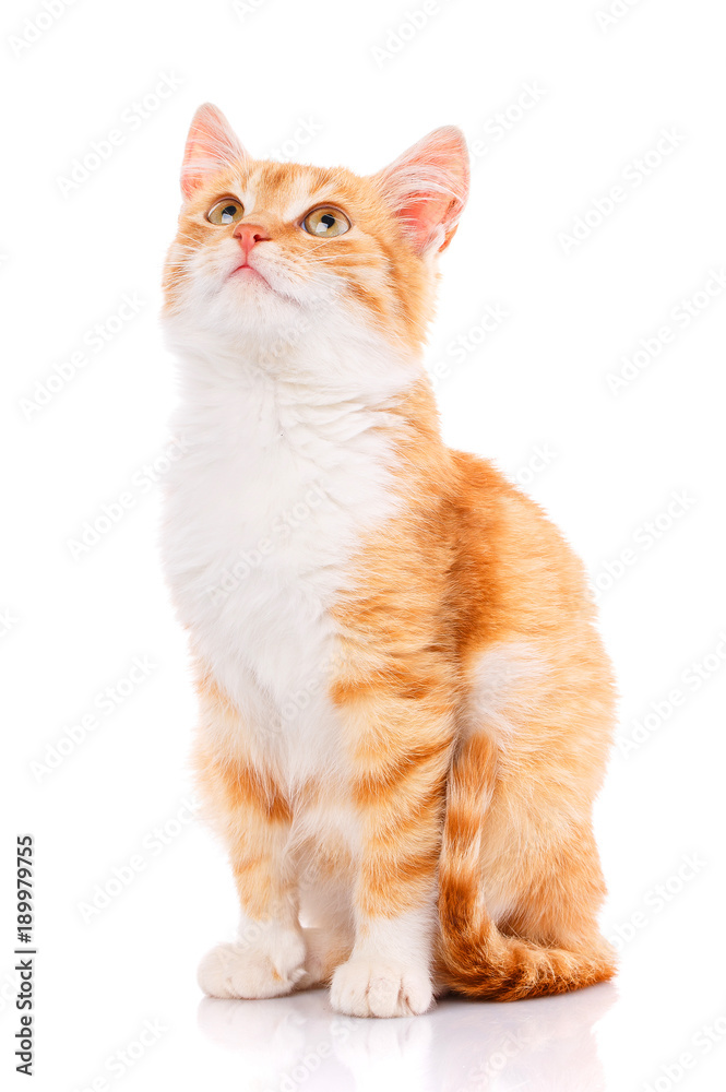 Obraz premium Small red kitten on a white