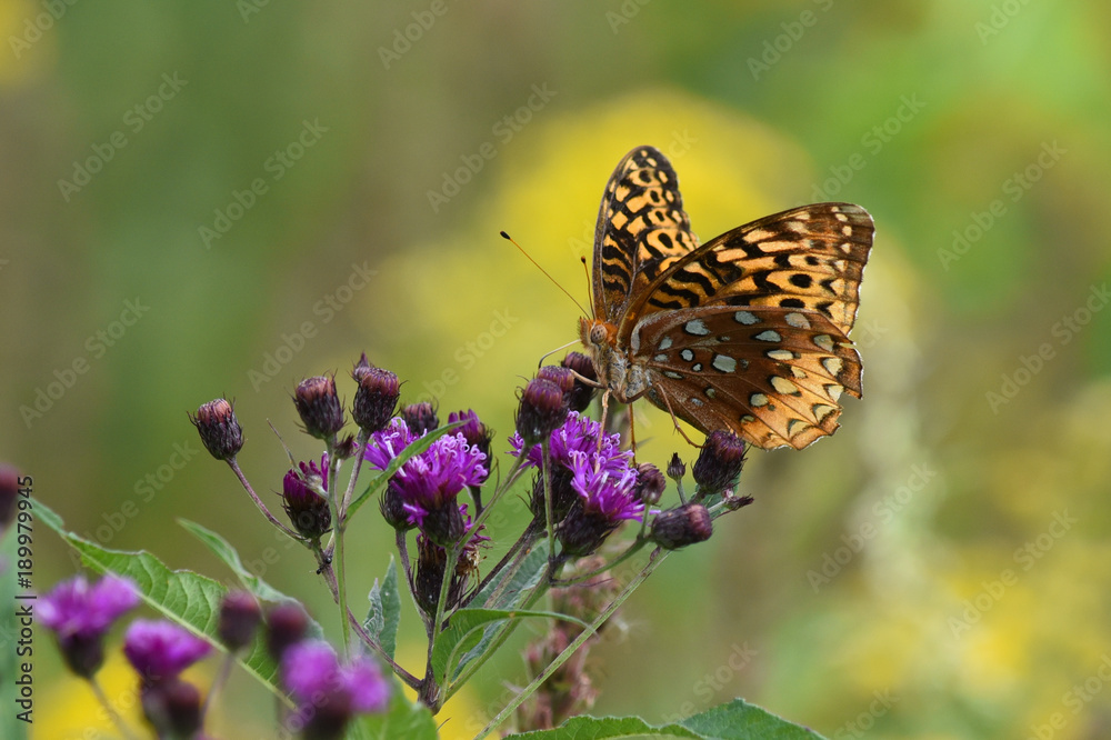 Butterfly on Purple Flowers in Morning Light Butterfly on Purple Flowers in Morning Light