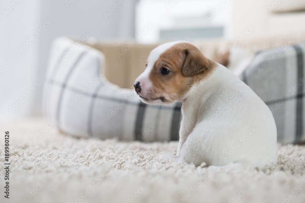 Jack Russell puppy Jack Russell puppy