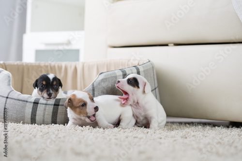 Fototapeta Naklejka Na Ścianę i Meble -  Jack Russell puppy