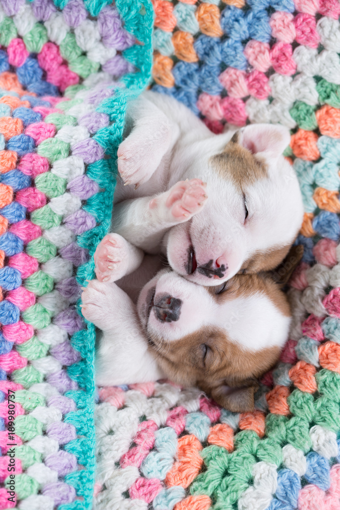 Jack Russell puppies Jack Russell puppies
