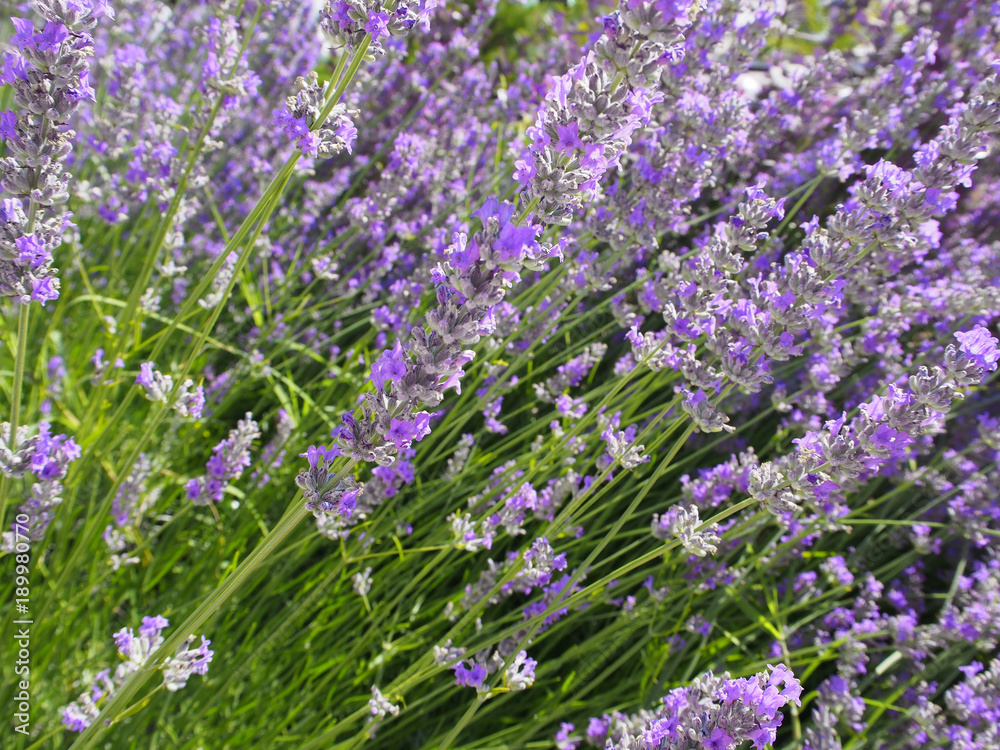 Obraz premium Fresh lavender