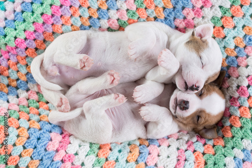 Jack Russell puppies