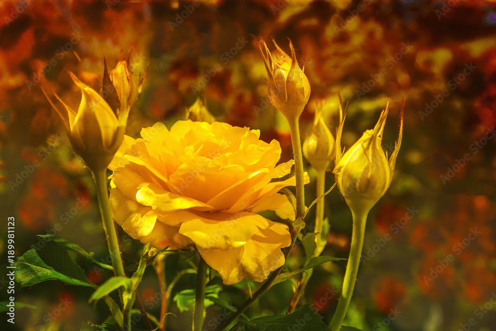Flowering yellow rose with buds on an abstract background Flowering yellow rose with buds on an abstract background