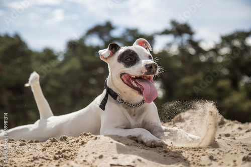 Fototapeta Naklejka Na Ścianę i Meble -  Dog with a spot at the dunes