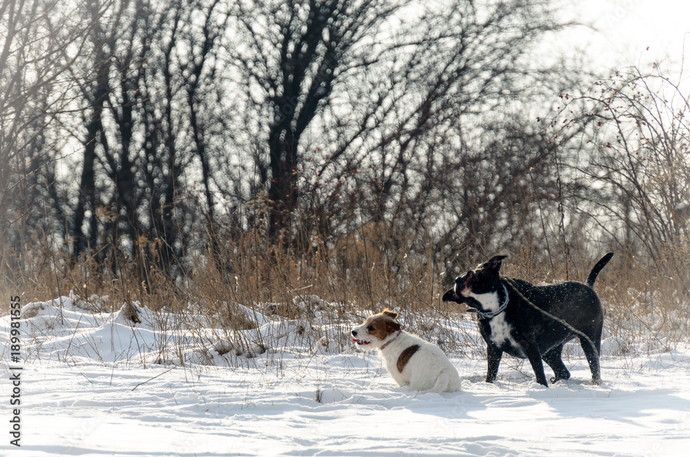 Naklejka premium A young, playful dog Jack Russell terrier runs meadow in autumn with a another big black dog.