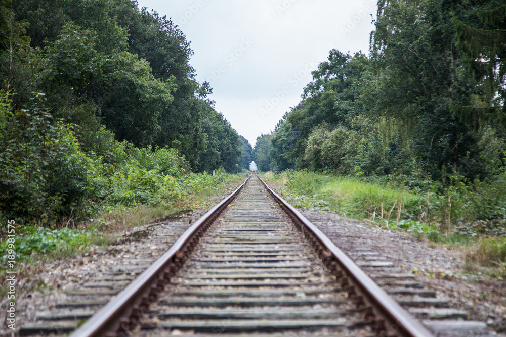 Railroad in a forest