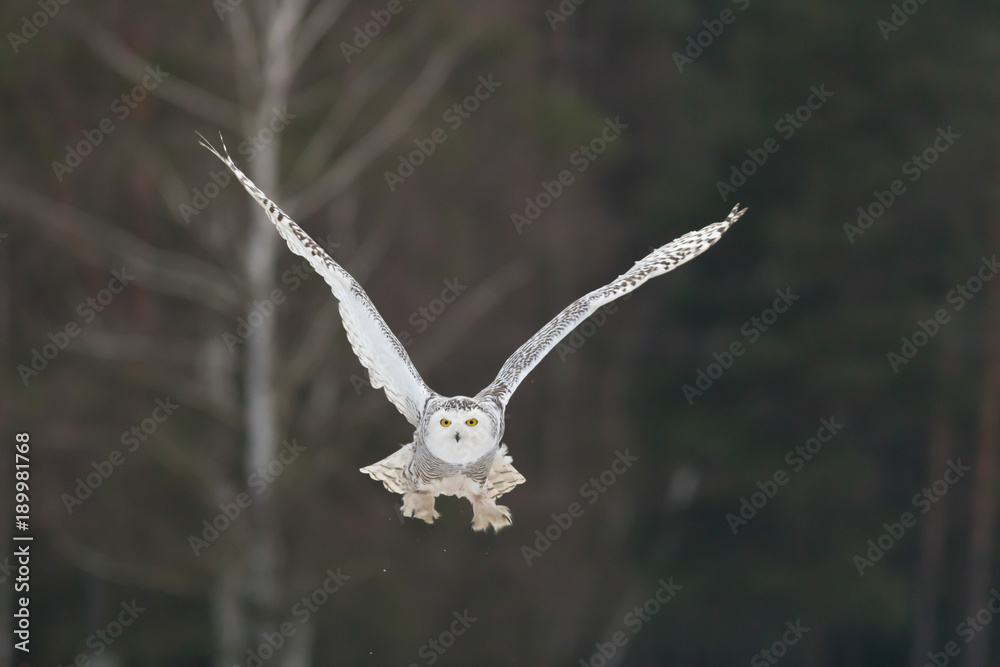 snowy owl flying in winter, bubo scandiacus snowy owl flying in winter, bubo scandiacus