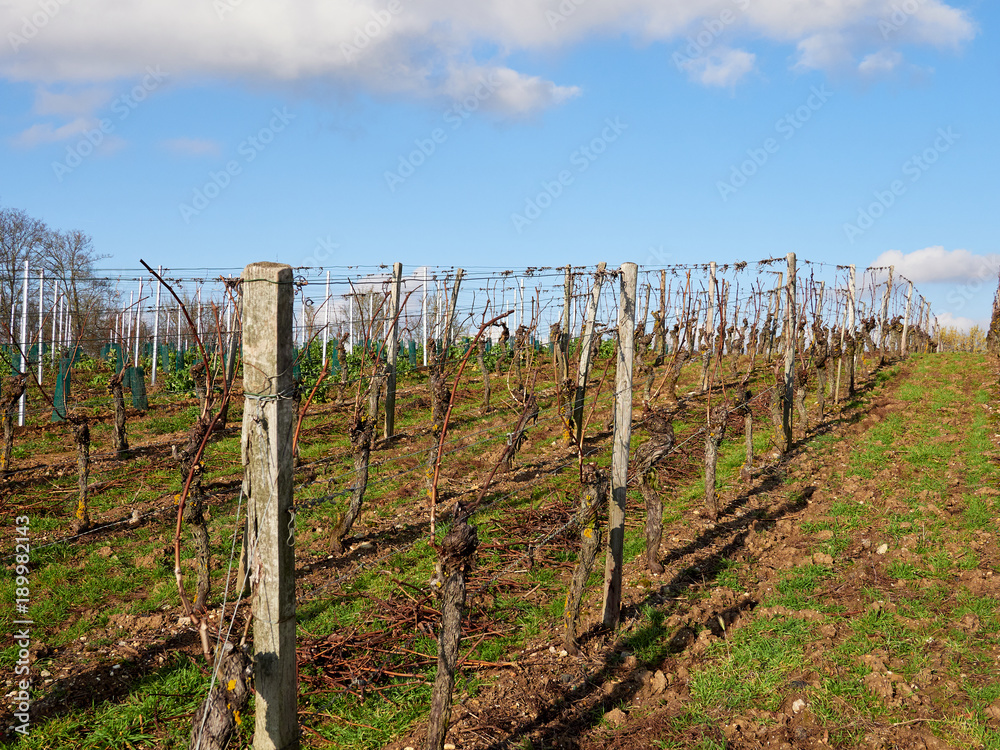 Fototapeta premium Vogelsburg und Weinberge an der Volkacher Mainschleife, Unterfanken, Bayern, Deutschland