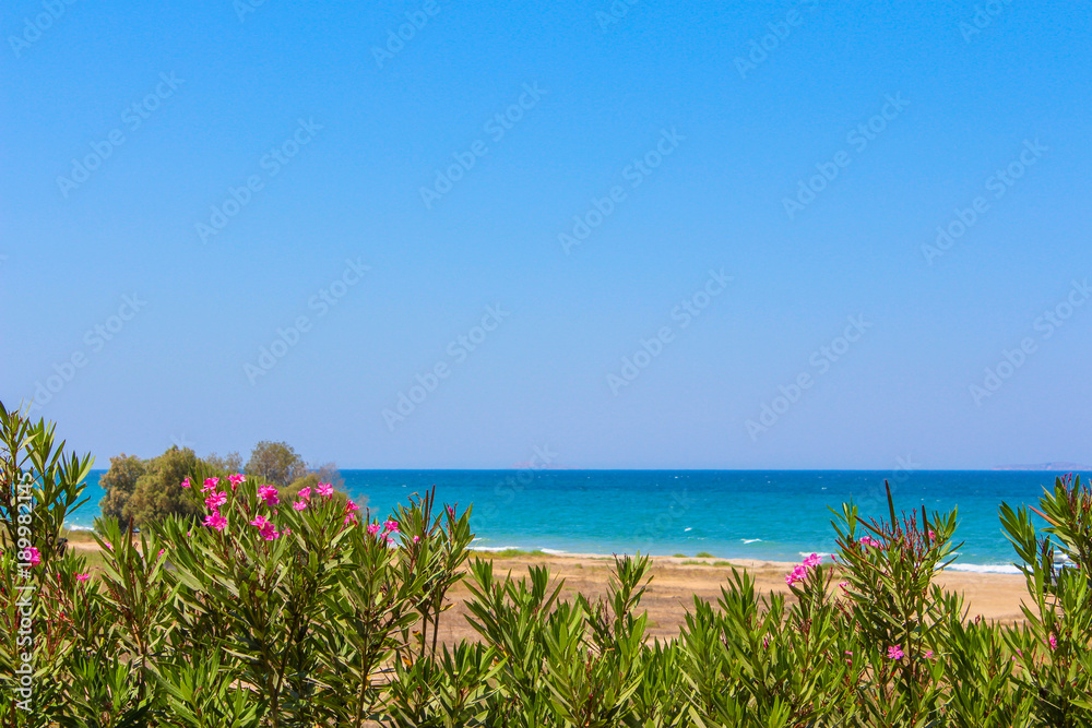 Ausblick auf das blaue weite Meer, türkisfarben, blauer Himmel, im Vordergrund pinke Oleanderbüsche, Kos, Griechenland