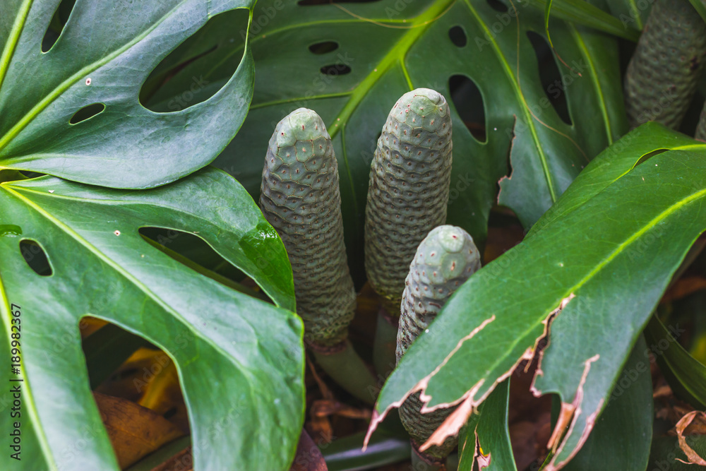 Swiss Cheese Plant Fruit