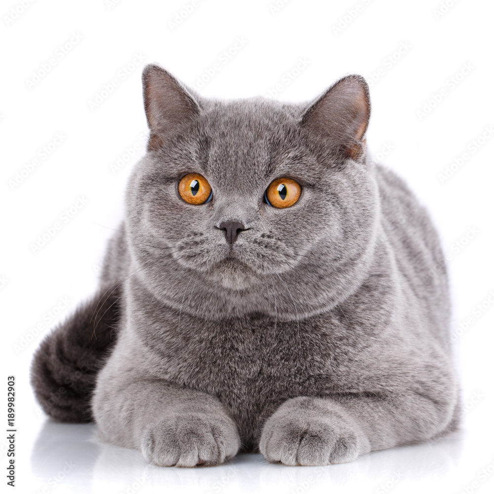 Purebred cat.. Well-groomed kitten. Pet, comfort, love and serenity concept. Gray cat - british straight