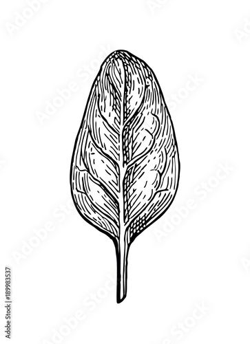 Ink sketch of spinach.
