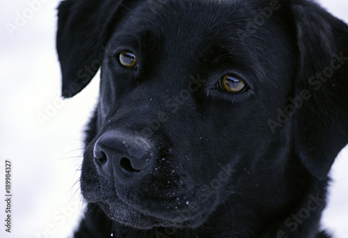 A portrait of a beautiful black labrador looking at the owner while playing in the snow