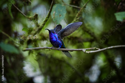 Blue hummingbird, Campylopterus hemileucurus, glittering Violet Sabrewing perched on mossy twig in rainforest. Bright blue hummingbird with outstretched wings. Rain forest, Costa Rica. photo