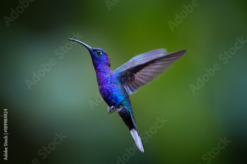Fototapeta Close up blue hummingbird, Campylopterus hemileucurus, glittering Violet Sabrewing hovering in the air against abstract, colorful, dark green tropical background