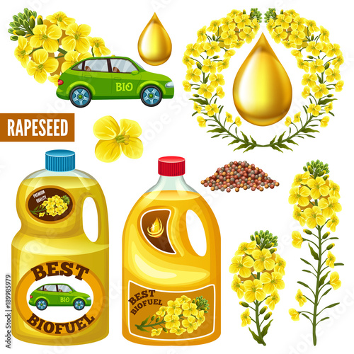 Set of seeds and rape flowers, canola oil. Brassica napus. Biofuel from rape save planet. Isolated vector illustration  on white background.