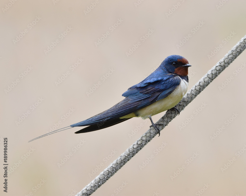 Obraz premium Barn Swallow