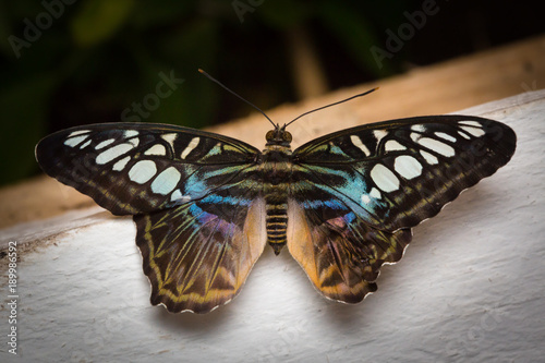 Obraz na płótnie Butterfly w salonie