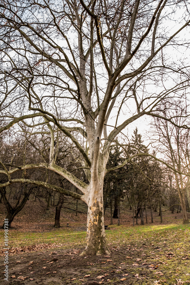 Fototapeta premium Kosutnjak , is a park-forest and urban neighborhood of Belgrade, the capital of Serbia.