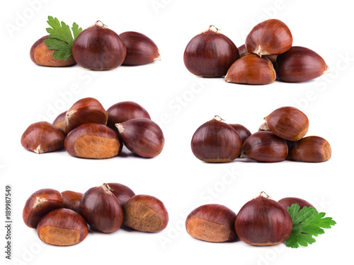 Fresh chestnuts isolated on white background. Hippocastanum isolated. Isolated chestnut set with clipping path. Macro