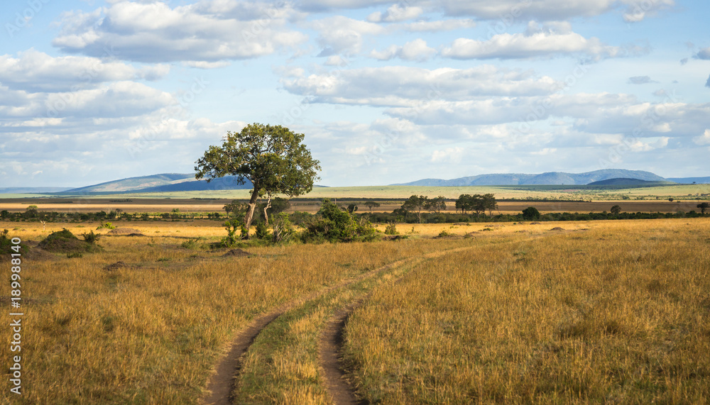 Plakat African landscape with a tree Kenya
